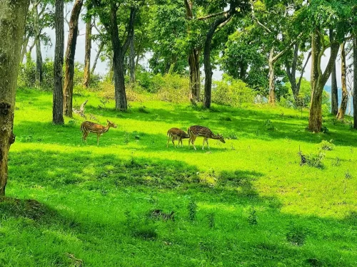 Spotted deer herd at Bandipur National Park during sunny afternoon, featuring green grasslands tall trees shade, perfect wildlife Karnataka tour package.