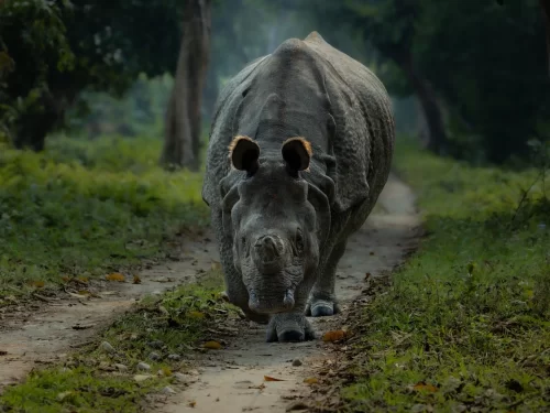 Close-up frontal view of a one-horned rhinoceros walking along a narrow forest trail at Guindy National Park, surrounded by lush green undergrowth and tall trees.