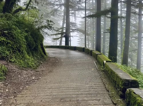Misty forest road in Landour during foggy day, featuring deodar trees, mossy walls and winding path, perfect romantic Mussoorie tour package.