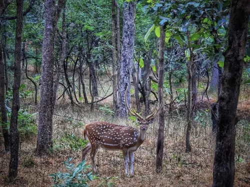 Pench National Park chital stag large antlers dry grass forest trees, spotted deer buck tall teak-like trees green leaves dim light, perfect Madhya Pradesh tour packages.
