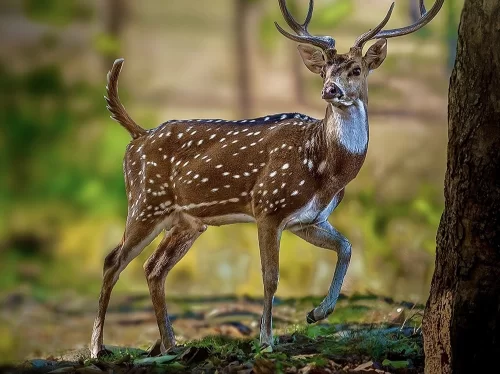 Pench National Park spotted deer chital antlers tree trunk forest, white-throated buck standing green undergrowth bokeh background, perfect Madhya Pradesh tour packages.