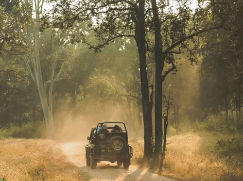 Pench National Park jeep safari dusty trail tall trees golden light, open vehicle tourists dust cloud dry grass forest canopy sunlight, perfect Madhya Pradesh tour packages.