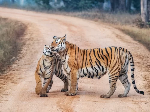 Mother tiger nuzzling cub at Pench Tiger Reserve during misty morning, featuring dirt road forest backdrop stripes affection, perfect Madhya Pradesh wildlife safari tour package.