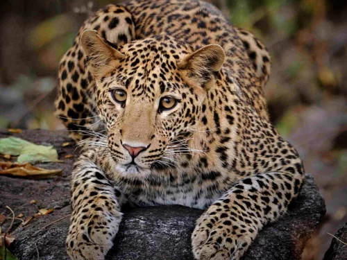 Leopard resting on rock at Pench Tiger Reserve during golden hour, featuring intense gaze rosette spots green backdrop, perfect Madhya Pradesh wildlife safari tour package.