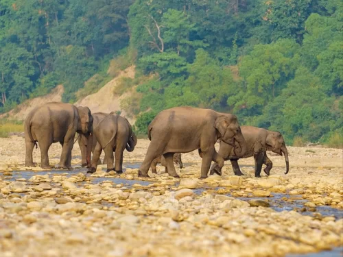 Jim Corbett National Park elephant herd riverside rocky bank forested hills, group Asian elephants wading shallow Ramganga river greenery backdrop, perfect Uttarakhand tour packages.