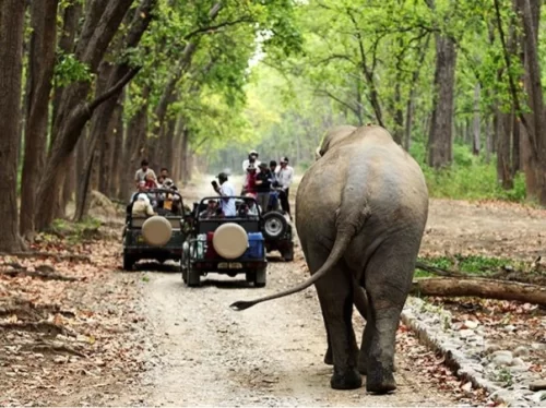 Corbett National Park jeep safari convoy forest trail, Asian elephant rear view tourists white roofs green jeeps sal trees foliage, perfect Uttarakhand wildlife adventure tour packages.