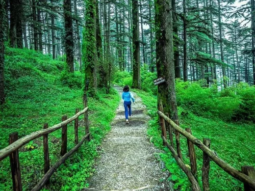Woman hiker walking wooden fenced trail through mossy deodar forest in Dhanaulti Eco Park featured in Mussoorie Dhanaulti Uttarakhand tour packages