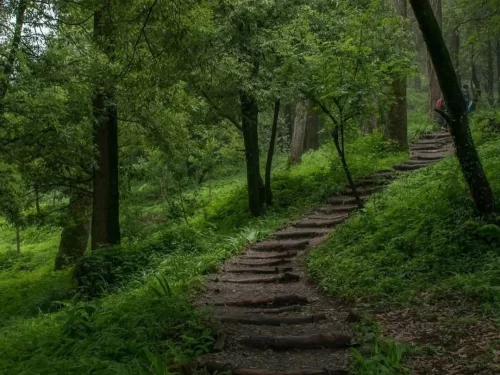 Wooden staircase trail through lush green forest in Dhanaulti Eco Park with hiker featured in Mussoorie Dhanaulti Uttarakhand tour packages