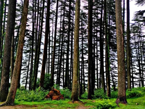 Tall deodar pine forest trail with rock in Dhanaulti Eco Park misty woods featured in Mussoorie Dhanaulti Uttarakhand tour packages