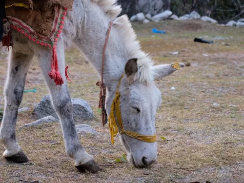 Bagori Village decorated donkey during sunny day Uttarkashi, featuring white donkey with red yellow saddlery grazing rocky dry ground, perfect Uttarakhand tour packages. 