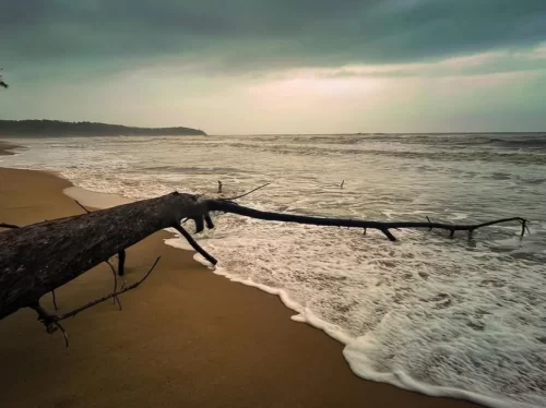 Moody Galgibaga Beach Goa dramatic driftwood golden sunset sands, gentle waves cloudy skies distant palms cliffs, perfect South Goa serene eco turtle beach package. 