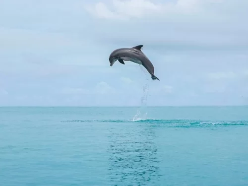 Dynamic leaping dolphin spotting Arabian Sea partly cloudy, featuring arched jump water splash turquoise ocean, perfect Goa dolphin safari boat tour package.