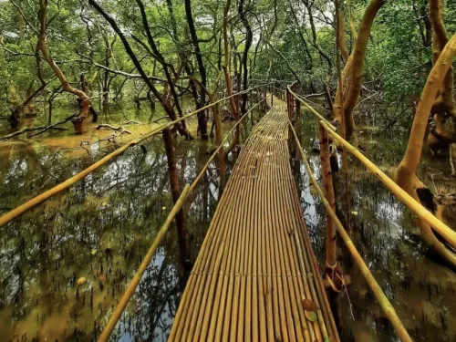 Serene wooden boardwalk winding through golden mangroves tidal waters at Salim Ali Bird Sanctuary Chorao Island Mandovi River Goa, featuring twisted aerial roots reflective creek lush green canopy, perfect birdwatching experience Goa mangrove boat safari 