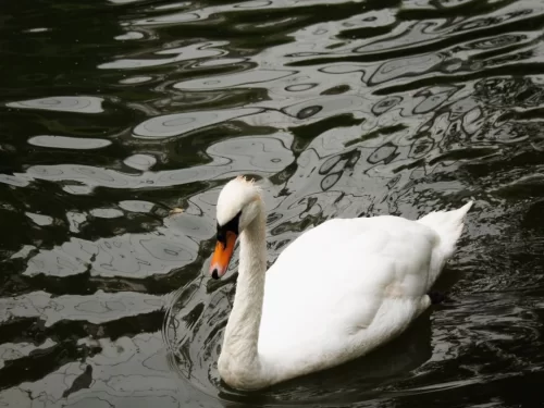 Bhitarkanika Bird Sanctuary white swan gracefully swimming on tranquil mangrove wetland waters, showcasing serene birdwatching and wildlife photography experience in Odisha tour packages.