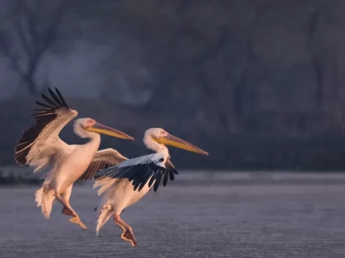 Bhitarkanika Bird Sanctuary pair of great white pelicans gracefully landing on wetland water at sunrise, dynamic migratory birdwatching scene for Odisha wildlife and photography tours.