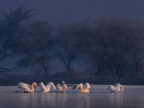 Bhitarkanika Bird Sanctuary flock of white pelicans feeding together on calm wetland water at dusk, tranquil migratory birdwatching scene for Odisha wildlife tour packages.