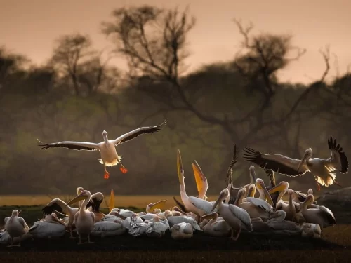 Bhitarkanika Bird Sanctuary large flock of pelicans resting and taking flight on golden wetland at sunrise, dramatic migratory bird colony scene for Odisha wildlife and photography tour packages.