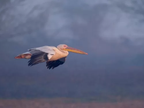 Bhitarkanika Bird Sanctuary great white pelican gliding low in flight over misty wetland, showcasing majestic migratory birdlife for Odisha wildlife and bird photography tour packages.