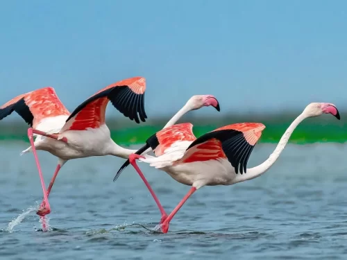Bhitarkanika Bird Sanctuary energetic greater flamingos running on wetland water for take-off, vibrant pink wings and long legs showcasing thrilling migratory birdwatching in Odisha tour packages