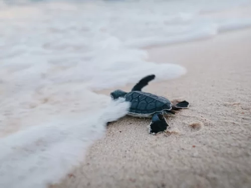 Gahirmatha Marine Sanctuary Olive Ridley turtle hatchling meeting the gentle Bay of Bengal waves on soft sand, capturing Odisha’s magical mass nesting, hatching and conservation-focused eco-tourism ex