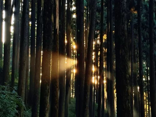 Sunlight filtering through tall pine trees at Batasia Loop in Darjeeling during golden hour, featuring misty forest trails, perfect Sikkim tour package