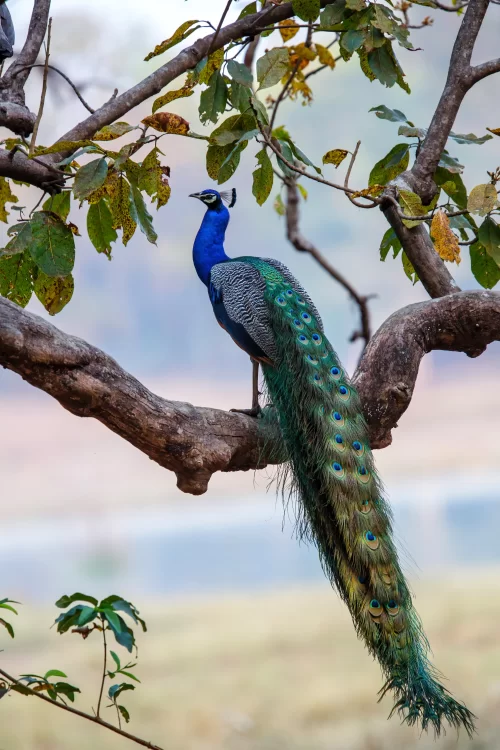 Kanha National Park Indian peacock perched on tree branch in wildlife sanctuary in Madhya Pradesh tour packages