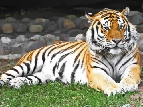 Jaipur Zoo historic wildlife park near Albert Hall Museum featuring a diverse collection of mammals, a dedicated crocodile breeding farm, and a popular bird aviary in Rajasthan.