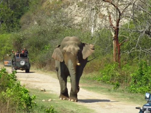 Jhirna Zone Jim Corbett National Park elephant safari wildlife sighting on forest trail Uttarakhand
