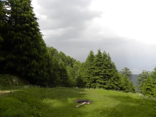 Kalatop Wildlife Sanctuary featuring lush green meadow surrounded by dense deodar forest under a cloudy sky in Dalhousie.