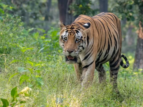 Kanha National Park & Tiger Reserve with Bengal tiger in lush forest, Madhya Pradesh wildlife safari tourism destination