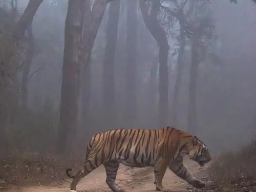 Kanha Zone, Kanha National Park Madhya Pradesh Bengal tiger walking through dense forest safari wildlife reserve India