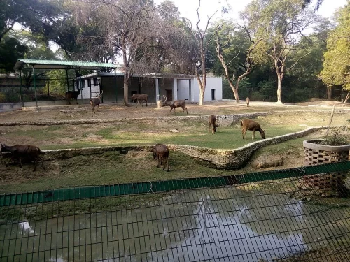 Kanpur Zoological Park deer enclosure in green safari park, Allen Forest Zoo Kanpur Uttar Pradesh