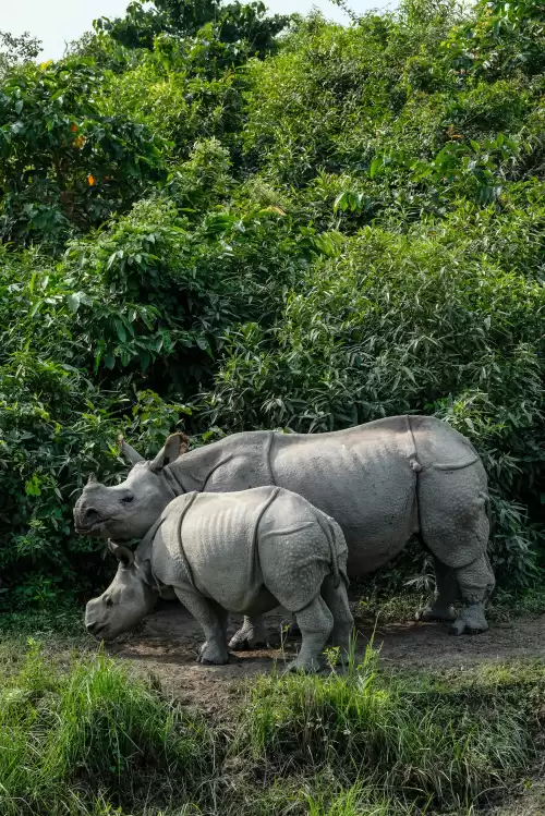 One horned rhinoceros with calf in Kaziranga National Park Assam surrounded by dense greenery showcasing wildlife safari in Assam tour packages
