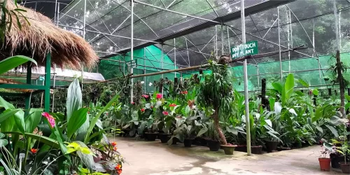Vibrant orchids at Kaziranga National Orchid & Biodiversity Park greenhouse during daytime, featuring tropical plants Orchid Plant sign, perfect nature experience Assam tour package.