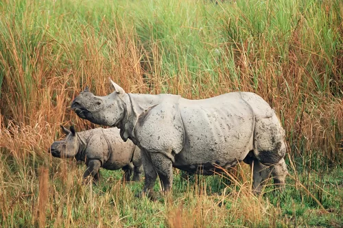 Mother one-horned rhino with calf at Kaziranga National Park grasslands during golden hour, featuring tall grass, perfect wildlife adventure experience Kaziranga tour package. 