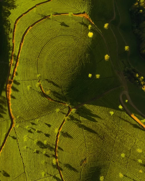 Aerial view of Munnar’s vibrant green tea plantations in Kerala, showcasing perfectly circular planting patterns, winding dirt paths, and long tree shadows across the rolling hills.