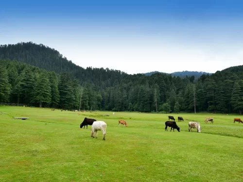 Khajjiar meadow in Chamba district Himachal Pradesh during clear skies, featuring grazing cows horses lush green pastures pine forests distant mountains, perfect nature experience Himachal Pradesh tour package.