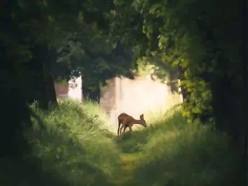 Khapa Zone Kanha National Park wildlife safari forest trail in Madhya Pradesh tour packages