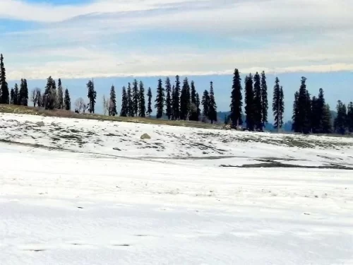 Khilanmarg Gulmarg snow-covered meadow with pine trees and panoramic Himalayan views in Kashmir