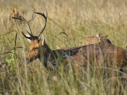 Kisli Zone Kanha in Kanha National Park with barasingha deer in grasslands, Madhya Pradesh wildlife safari destination