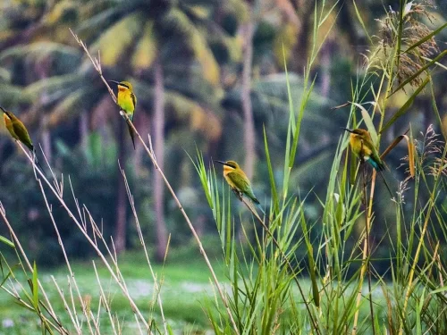 Kumarakom Bird Sanctuary in Kerala, scenic backwater haven with migratory birds and lush greenery.