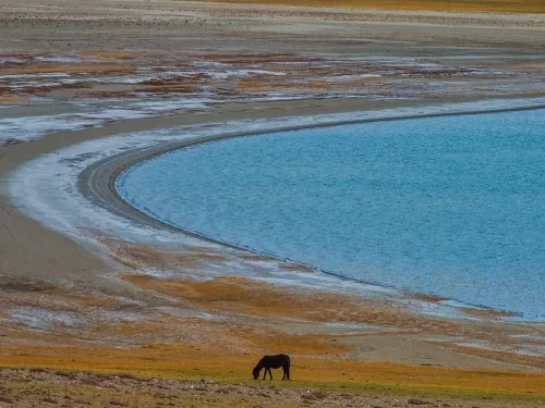 Wild horse grazing at Kyagar Tso Lake during golden hour, featuring turquoise curved waters, icy shores, rugged desert landscape, perfect wildlife adventure experience with Ladakh tour package.