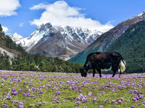 Lachung Viewpoint Sikkim scenic Himalayan valley with snow clad peaks and alpine meadow landscape