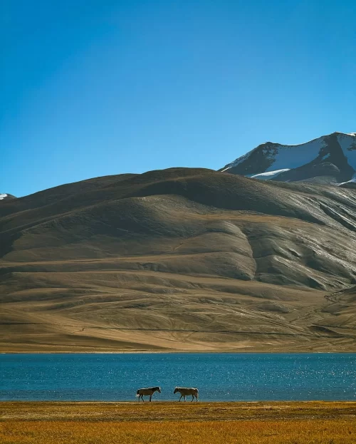 Wild horses grazing near Tso Moriri Lake in Ladakh with deep blue waters and dramatic mountain backdrop, a scenic highlight in Ladakh tour packages