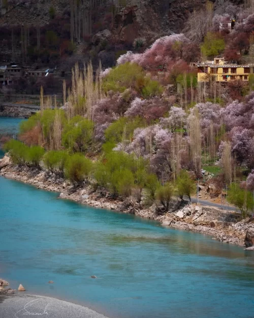 Apricot blossom season in Kargil Ladakh with blooming pink trees along the river, a springtime highlight in Ladakh tour packages