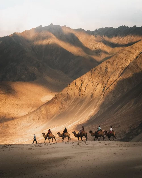 Camel safari in Hunder Nubra Valley Ladakh with dramatic sand dunes and mountain backdrop, a unique desert experience in Ladakh tour packages