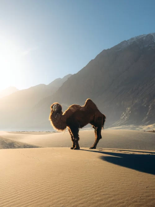 Ladakh desert landscape with double-humped camel in Nubra Valley featured in Ladakh tour packages