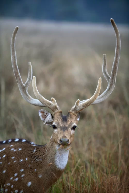 Kanha National Park spotted deer in lush grassland wildlife sanctuary in Madhya Pradesh tour packages