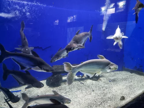 Matsya Darshini Visakhapatnam. Public aquarium showcasing diverse marine life and exotic fish species in Andhra Pradesh.