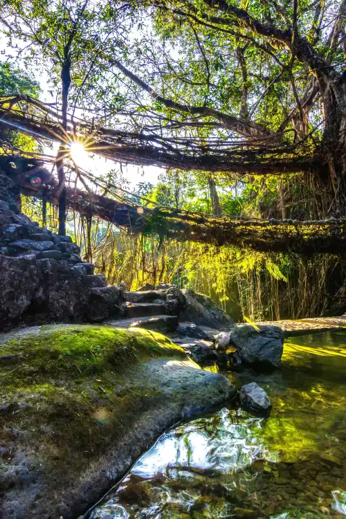 Sunlight filtering through Double Decker Living Root Bridge in Meghalaya above clear forest stream showcasing natural wonders in Meghalaya tour packages
